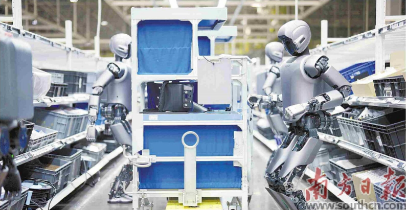 優(yōu)必選工業(yè)人形機(jī)器人在工廠開展協(xié)同實訓(xùn)。 南方日報記者 朱洪波 通訊員 羅艷 攝